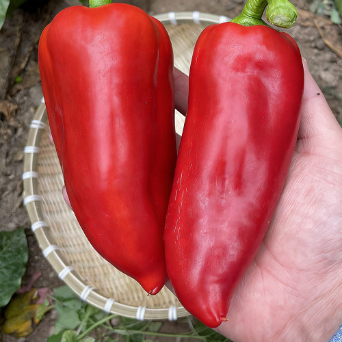 Conical Red Sweet Pepper Seeds – Early Maturity, High Yield, Crisp & Sweet, Disease Resistant, Ideal for Fresh Market