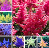 Mixed Astilbe Bonsai Seeds, Exotic Beautiful Potted Flower (Color: Mixed)