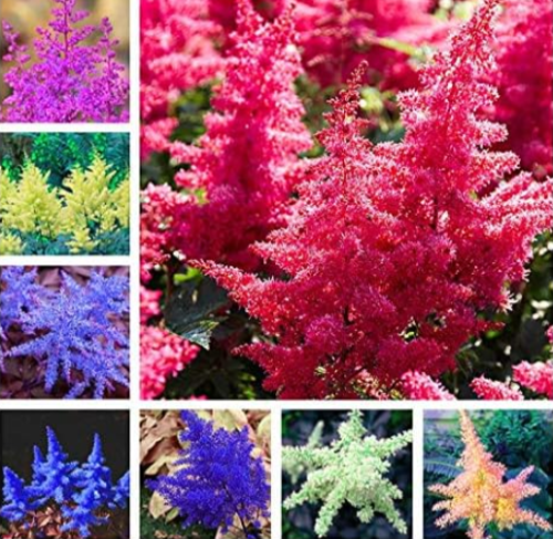 Mixed Astilbe Bonsai Seeds, Exotic Beautiful Potted Flower (Color: Mixed)