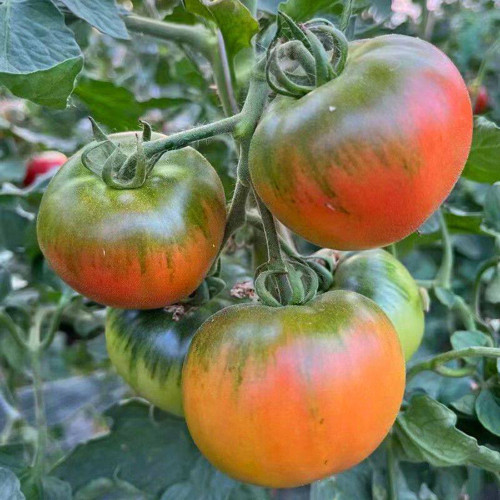 Crisp Sweet Strawberry Tomato Seeds – Early Maturing, High-Yielding, Green Shoulders, Perfect for Tomato Enthusiasts