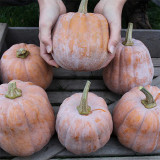 Jiami F1 Pumpkin Seeds – F1 Hybrid, Dual-Purpose Harvest, Sweet Flesh, Non-Cloying Taste, Excellent Fruit Set