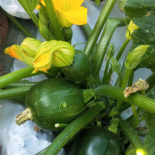 Bush Zucchini Seeds | Early Maturing Hybrid, Oval Dark Green Fruits, Continuous Fruiting, High Yield