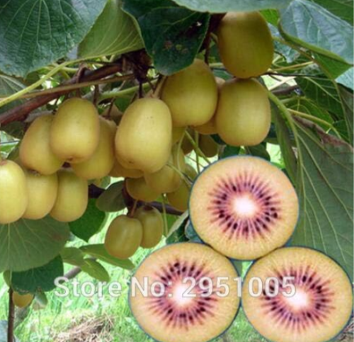Kiwi Fruit Thailand Mini Kiwi Fruit Easy Planting Flower semillas Seed Plant Home Garden