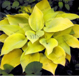 Hosta Seed Perennials Beautiful Lily Flower Home Garden Ground Cover Plant - (Color: 2)