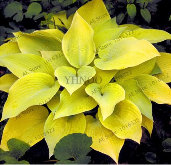 Hosta Seed Perennials Beautiful Lily Flower Home Garden Ground Cover Plant - (Color: 2)