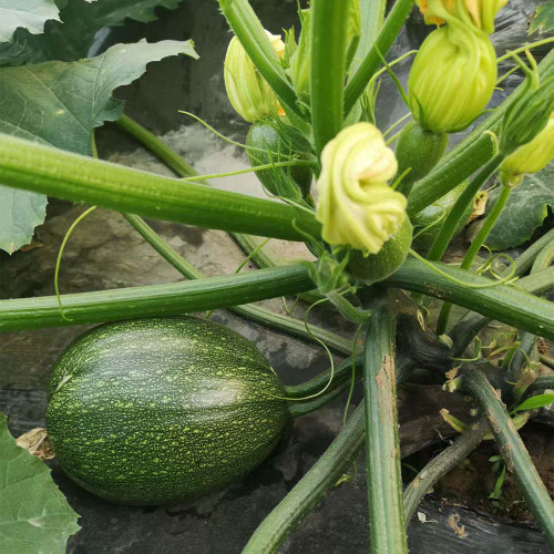 Bush Zucchini Seeds | Early Maturing Hybrid, Oval Dark Green Fruits, Continuous Fruiting, High Yield