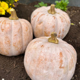 Jiami F1 Pumpkin Seeds – F1 Hybrid, Dual-Purpose Harvest, Sweet Flesh, Non-Cloying Taste, Excellent Fruit Set