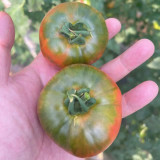 Crisp Sweet Strawberry Tomato Seeds – Early Maturing, High-Yielding, Green Shoulders, Perfect for Tomato Enthusiasts