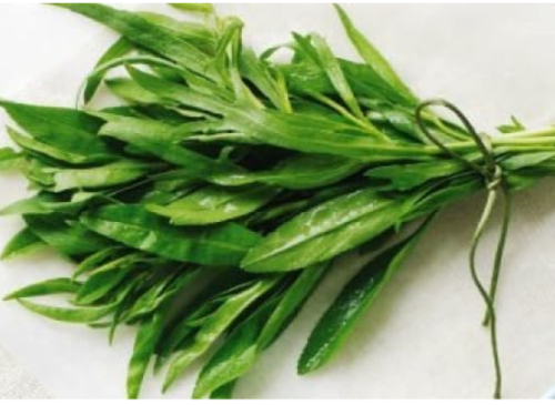 Fresh Tarragon Seeds Free USA