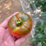 Super Sweet Sandy Strawberry Tomato Seeds – Easy to Grow, High-Yielding, Perfect for Fresh Eating & Home Gardens