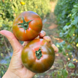 Super Sweet Sandy Strawberry Tomato Seeds – Easy to Grow, High-Yielding, Perfect for Fresh Eating & Home Gardens