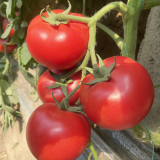 Maofen 802 Tomato Seeds | Large-Fruited Indeterminate Heirloom Variety with Soft Mealy Texture & Sweet-Sour Flavor