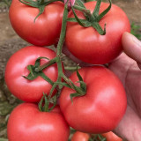 Maofen 802 Tomato Seeds | Large-Fruited Indeterminate Heirloom Variety with Soft Mealy Texture & Sweet-Sour Flavor