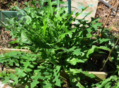 Wild Lettuce Seeds(LactucaVirosa) Medicinal Edible Plant.US Grown Seeds