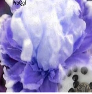 Paeonia lactiflora Peony Flower Bulb - (Color: 15)