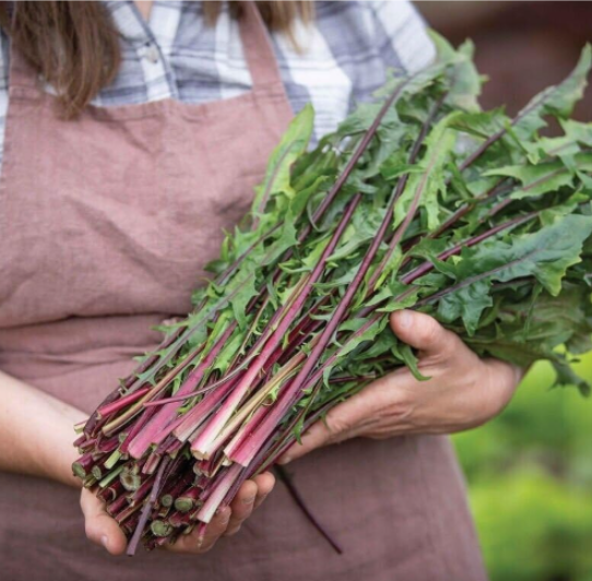 Red Stem Endive Seeds Italian Dandelion (Chicory) Heirloom,Non-GMO