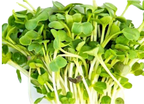 Minowase Daikon Radish Microgreen Seeds 100+ Seeds Non-GMO