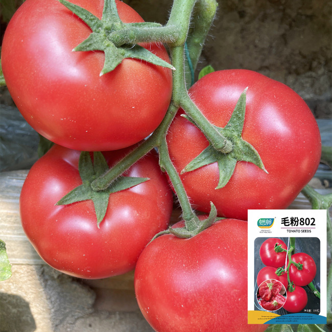 Maofen 802 Tomato Seeds | Large-Fruited Indeterminate Heirloom Variety with Soft Mealy Texture & Sweet-Sour Flavor