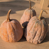 Jiami F1 Pumpkin Seeds – F1 Hybrid, Dual-Purpose Harvest, Sweet Flesh, Non-Cloying Taste, Excellent Fruit Set