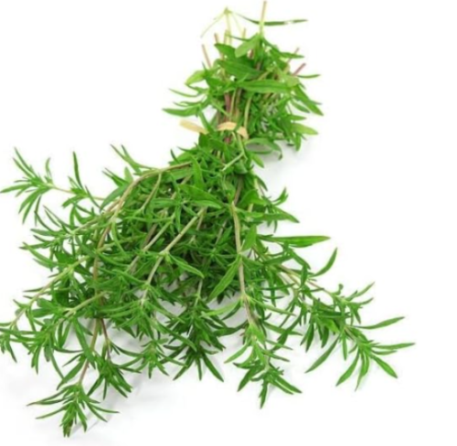 Summer Savory Seeds Non GMO Heirloom