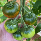 Crisp Sweet Strawberry Tomato Seeds – Early Maturing, High-Yielding, Green Shoulders, Perfect for Tomato Enthusiasts