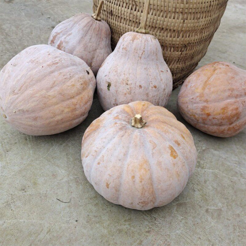 Jiami F1 Pumpkin Seeds – F1 Hybrid, Dual-Purpose Harvest, Sweet Flesh, Non-Cloying Taste, Excellent Fruit Set