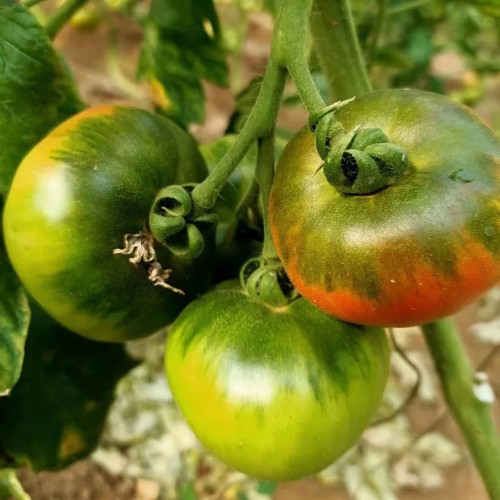 Super Sweet Sandy Strawberry Tomato Seeds – Easy to Grow, High-Yielding, Perfect for Fresh Eating & Home Gardens