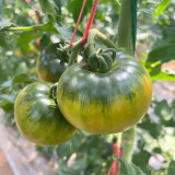 Crisp Sweet Strawberry Tomato Seeds – Early Maturing, High-Yielding, Green Shoulders, Perfect for Tomato Enthusiasts