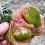 Super Sweet Sandy Strawberry Tomato Seeds – Easy to Grow, High-Yielding, Perfect for Fresh Eating & Home Gardens