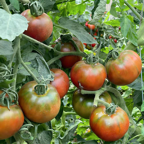 Super Sweet Sandy Strawberry Tomato Seeds – Easy to Grow, High-Yielding, Perfect for Fresh Eating & Home Gardens