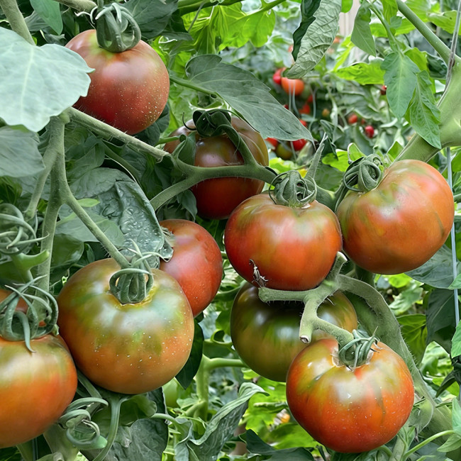 Super Sweet Sandy Strawberry Tomato Seeds – Easy to Grow, High-Yielding, Perfect for Fresh Eating & Home Gardens