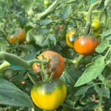 Super Sweet Sandy Strawberry Tomato Seeds – Easy to Grow, High-Yielding, Perfect for Fresh Eating & Home Gardens