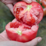 Maofen 802 Tomato Seeds | Large-Fruited Indeterminate Heirloom Variety with Soft Mealy Texture & Sweet-Sour Flavor