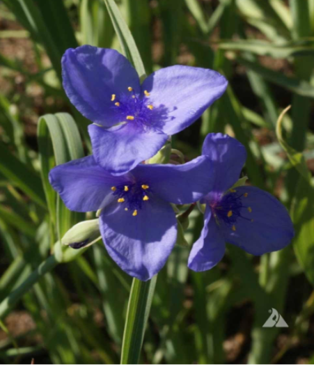 Prairie Spiderwort Seeds Tradescantia occidentalis