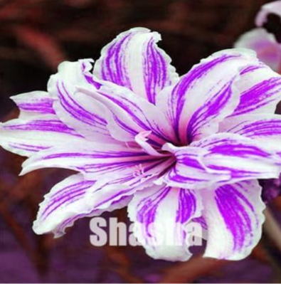 Hybrid Mix Daylily Flowers Seed Rare Colour Hybrid Hemerocallis plant Day Lily flower Packet Garden Decoration - (Color: 5)