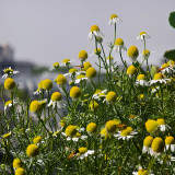 Hezhichun German Chamomile Seeds | Annual Herb for Tea, Cut Flowers, Dried Arrangements with Apple-Scented Blooms