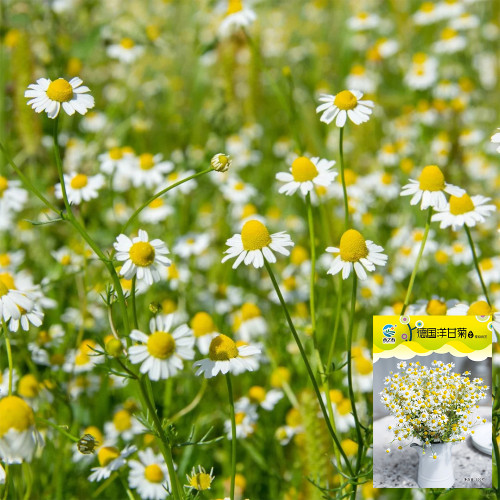 Hezhichun German Chamomile Seeds | Annual Herb for Tea, Cut Flowers, Dried Arrangements with Apple-Scented Blooms