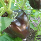 Coffee Fruit Sweet Pepper Seeds – High-Yielding & Easy to Grow, Ornamental & Edible, Ideal for Home Gardening