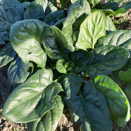 Shengdanbo 3108 Prostrate Spinach Seeds | Mid-Early Maturing, Heat & Cold Tolerant, Slow Bolting, Fast Growing