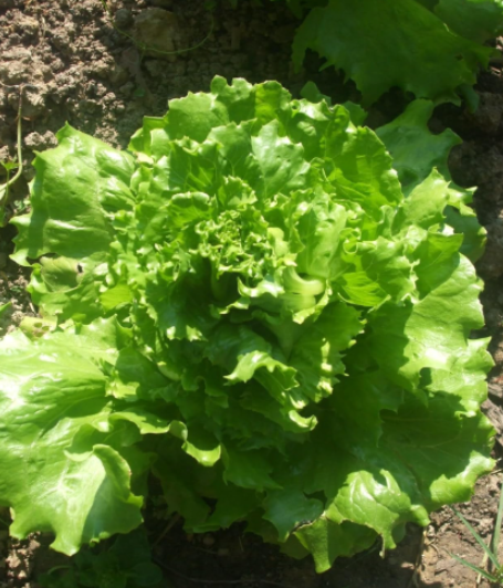 Seeds Reine des Glaces Lettuce/Ice Queen crisphead Lettuce *Organic