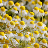 Hezhichun German Chamomile Seeds | Annual Herb for Tea, Cut Flowers, Dried Arrangements with Apple-Scented Blooms