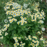 Hezhichun German Chamomile Seeds | Annual Herb for Tea, Cut Flowers, Dried Arrangements with Apple-Scented Blooms