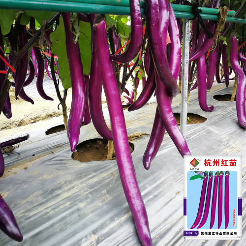 Hangzhou Red Eggplant Seeds | High-Yield Purplish-Red Fruit Variety | Disease & Stress Tolerant