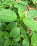 Saluyot Molokhia Egyptian Jute Organic Spinach Seeds