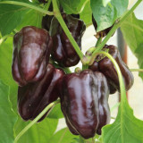 Coffee Fruit Sweet Pepper Seeds – High-Yielding & Easy to Grow, Ornamental & Edible, Ideal for Home Gardening