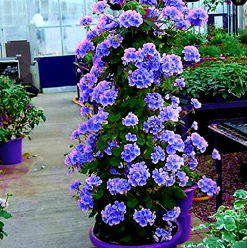 Rare Climbing Geranium Pelargonium Peltatum Tree Seed Perennial Flower Indoor Rooms Garden Potted Plant Easy Grow