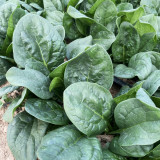 Shengdanbo 3108 Prostrate Spinach Seeds | Mid-Early Maturing, Heat & Cold Tolerant, Slow Bolting, Fast Growing