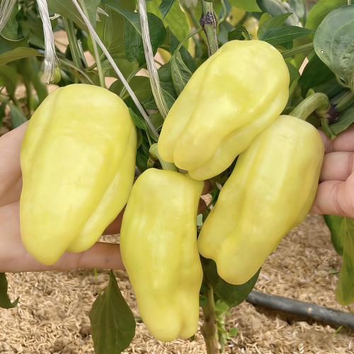 Cream Fruit Sweet Pepper Seeds – Robust Plants, Reliable Yields, Ideal for Home Gardens & Fresh Markets