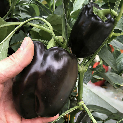 Black Fruit Sweet Pepper Seeds – Vigorous Growth, Easy to Manage, Ideal for Fresh Markets & Gourmet Cooking