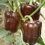 Coffee Fruit Sweet Pepper Seeds – High-Yielding & Easy to Grow, Ornamental & Edible, Ideal for Home Gardening